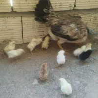مرغ با جوجه