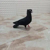 فروش زاغ .گره .ملاقی