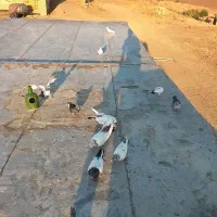 کبوتر|پرنده|لالجین, |دیوار