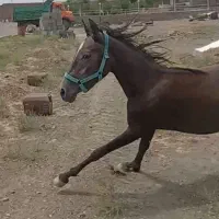 اسب