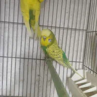 مرغ عشق انگلیسی
