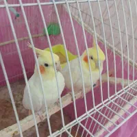 عروس هلندی نر وماده