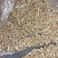 گندم