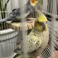 عروس هلندی