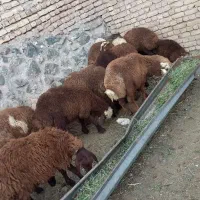 بره پای پروار