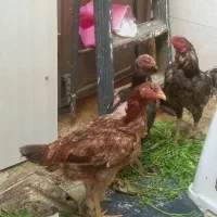 مرغ و خروس لاری
