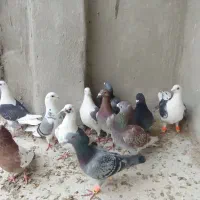 چند تا کفتر خوب و ارزون