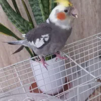 عروس هلندی نر