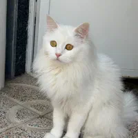گمشده