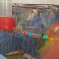 طوطی برزیلی نر ماده