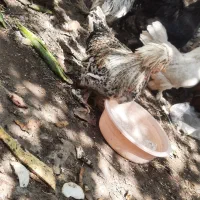 فروش مرغ و خروس سلطان