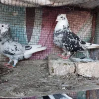 فروش تعدادی کبوتر