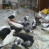 کفتر کبوتر