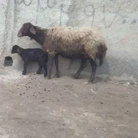گوسفند بره دار ماده از همه لحاظ به شرط قیمت مناسب