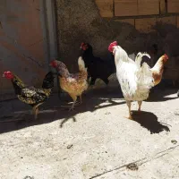 مرغ و خروس