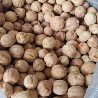 لیمو عمانی عمده و تناژ
