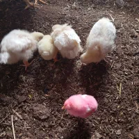 سرپرستی جوجه