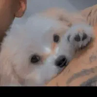 سگ پاکوتاه عروسکی