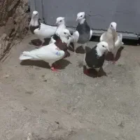 کفتر