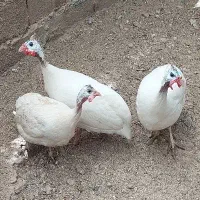 مرغ شاخدار سفید