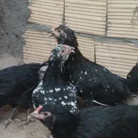 نیمچه گلین