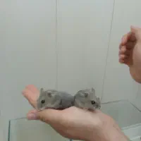 همستر کمپل
