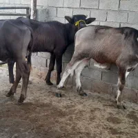 ۳عدد نرگاومیش جنس درجه یک