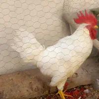 خروس