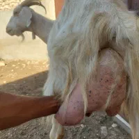 بز سانن