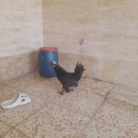 مرغ|حیوانات مزرعه|نظرآباد, رسالت|دیوار