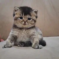 گربه بریتیش عروسک....