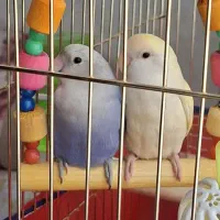 طوطی برزیلی با قفس