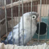کوتوله برزیلی ماده  تخم گذار