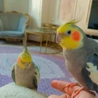 معاوضه با طوطی