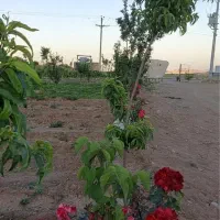مزرعه و گلخانه با تجهیزات کامل بر جاده اصلی