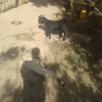 کهره 9 ماه نر و ماده