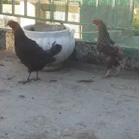 ۲ عدد مرغ تخم گذار گلپایگانی