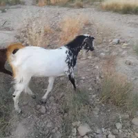 بزه