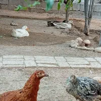 4عدد اردک|حیوانات مزرعه|کرمانشاه, |دیوار
