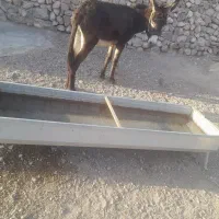 خر نر ۲ساله مخصوص صحرا