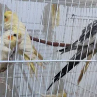 عروس هلندی