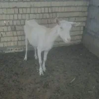 بز سانن خالص