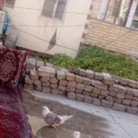 کفتر پشت دار