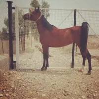 درود.فروش مادیان دره شوری دوسرچاپار