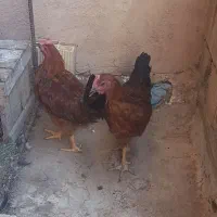 دوعددخروسچی ۵ ماهه