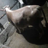 ورزا کوله