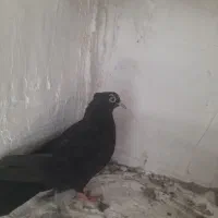 کفتر جوجه