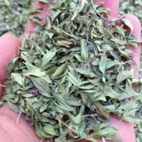 آویشن تازه امسال