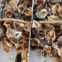 فروش ویژه جوجه محلی،کاکلی،گردن‌لخت،جهادی