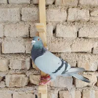 یک جفت کفتر سبز